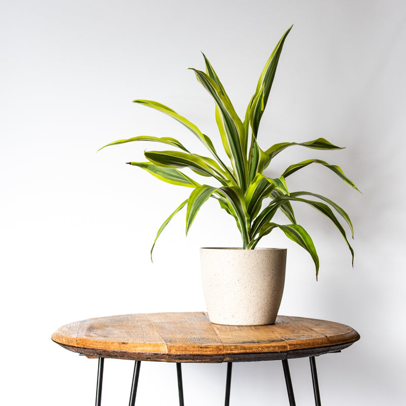 Side table made of Tennessee Whiskey Barrel wood with a potted plant sitting on top of it